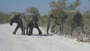 sloni v etoshe